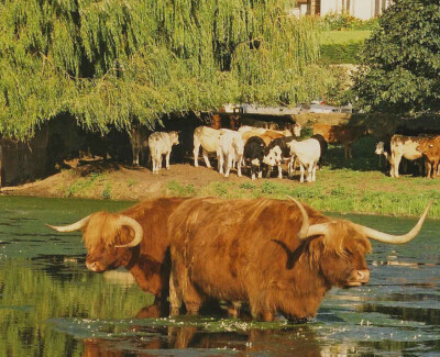 Sudbury Common Lands